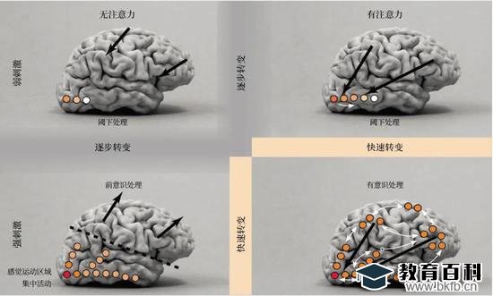 2006年，斯坦尼斯拉斯·迪昂和同事们绘制了这张图像，以区分大脑处理一个视觉刺激时所呈现的基本状态。颜色的深浅表明该部位大脑活动的强度，弯曲的白色箭头表明了这些部位之间的相互作用。较粗的黑色箭头指示注意力的整体方向（转向刺激或偏离刺激）。